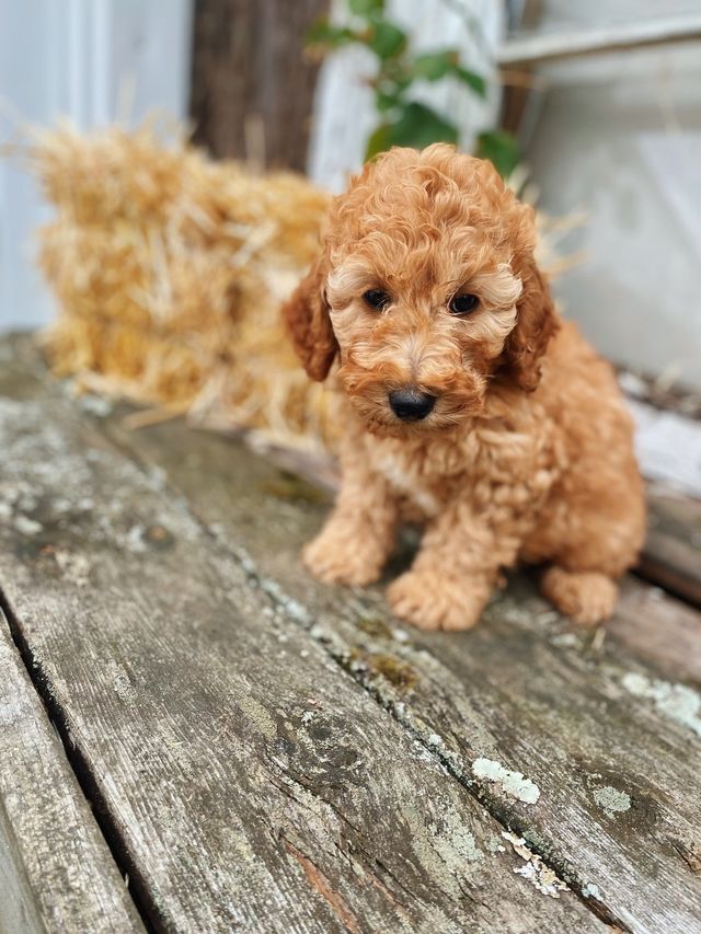 Available Mini Poodle Puppies